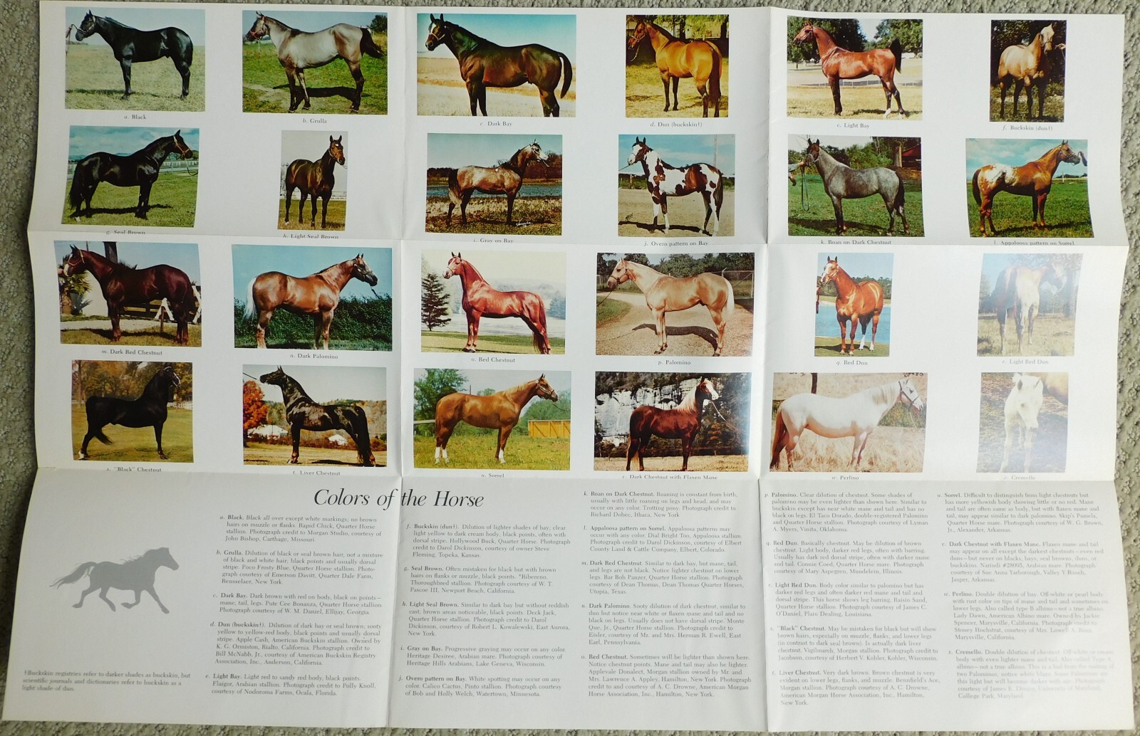 Horsemanship and Riding Horses Equestrian Riding 1977 Illus HC by M E Ensminger