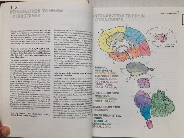 The Human Brain Coloring Book by Diamond, Scheibel, Elson (301 pages no damage)
