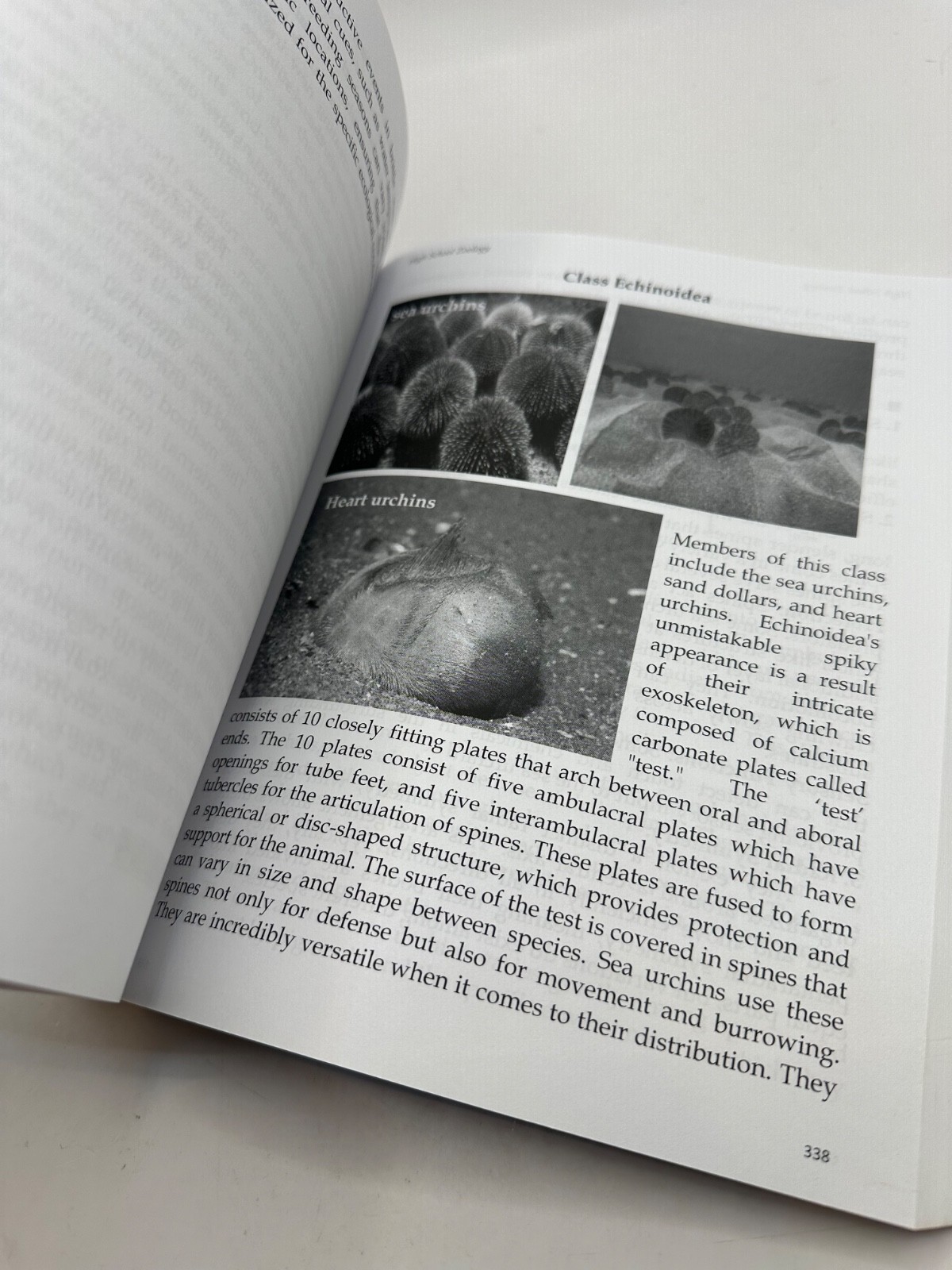 High School Zoology Dive Deep Explore Wide Learn Wild Morgan Brooks Homeschool