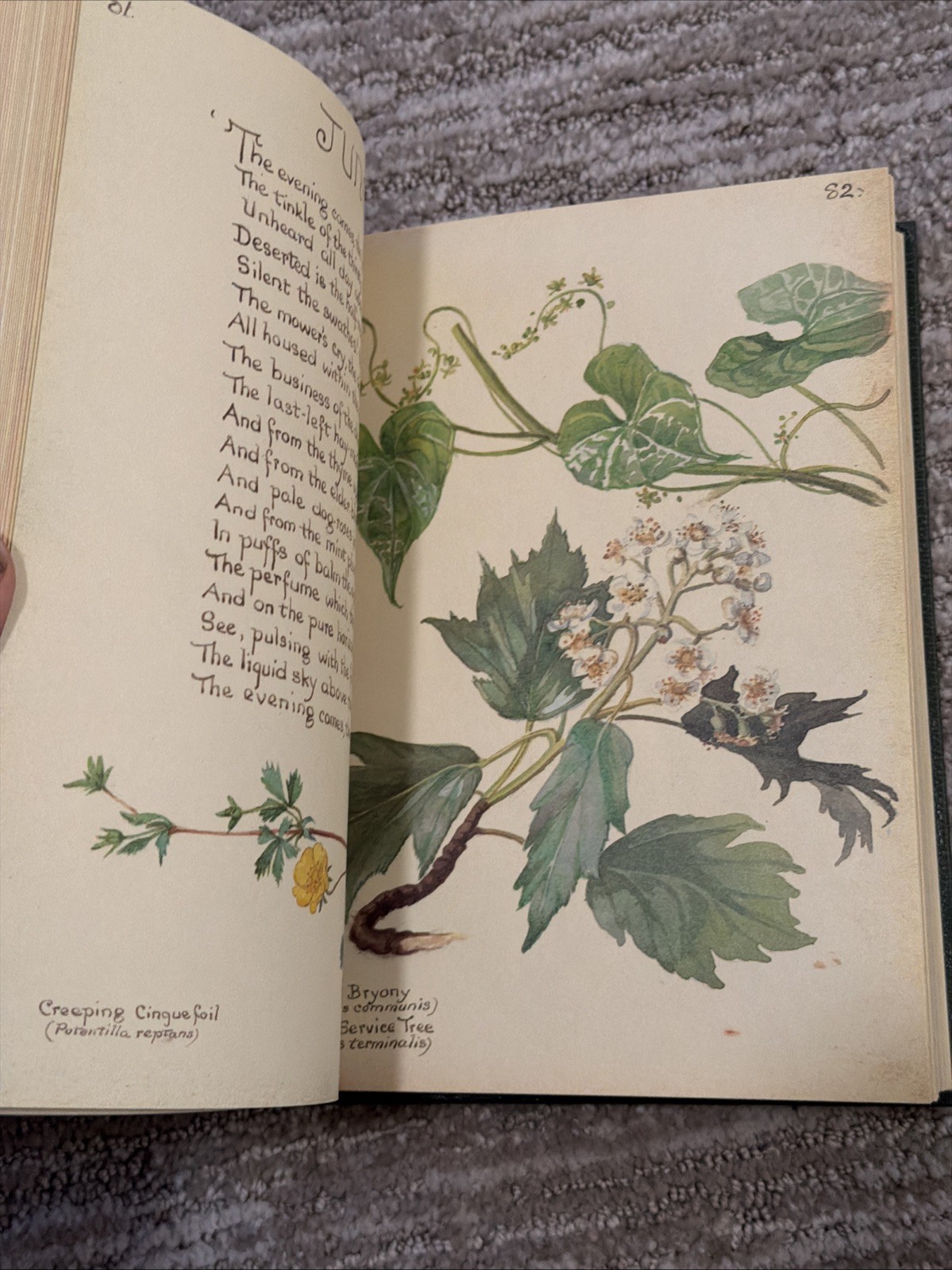 The Country Diary of an Edwardian Lady by Edith Holden – Hardcover Book 1977