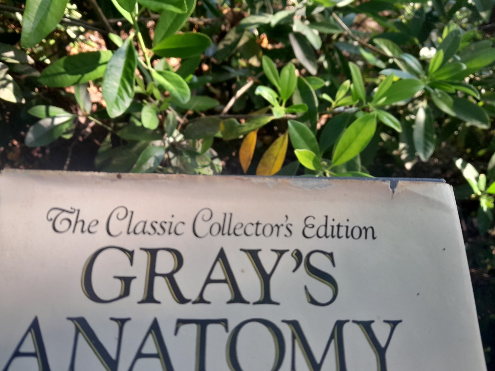 Gray’s Anatomy: The Classic Collector’s Edition~Henry Gray~VINTAGE 1977 HC/DJ