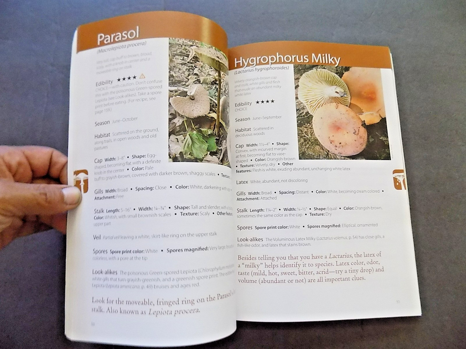 NORTH AMERICAN MUSHROOMS : photo postcards , NEW