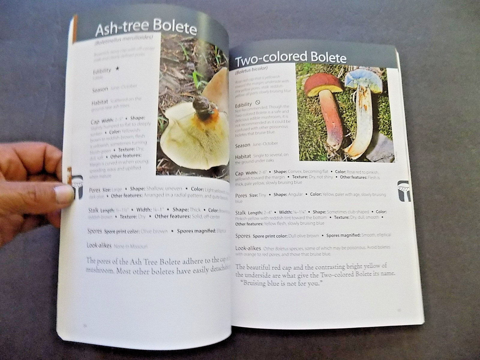 NORTH AMERICAN MUSHROOMS : photo postcards , NEW