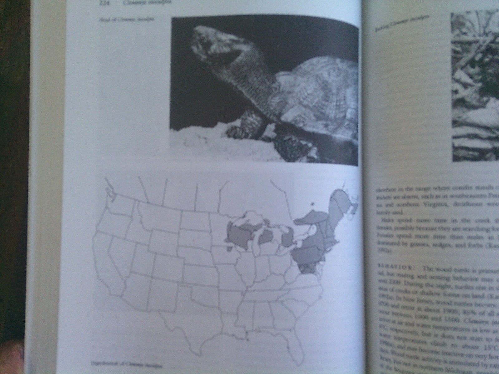 Turtles of the United States & Canada, 1994 First Edition