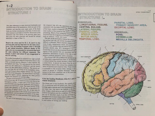 The Human Brain Coloring Book by Diamond, Scheibel, Elson (301 pages no damage)