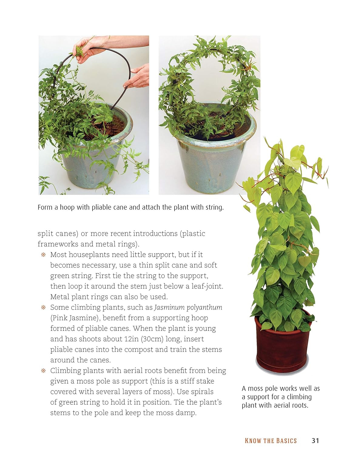 Houseplant Handbook: Basic Growing Techniques and a Directory of 300 Everyday Ho
