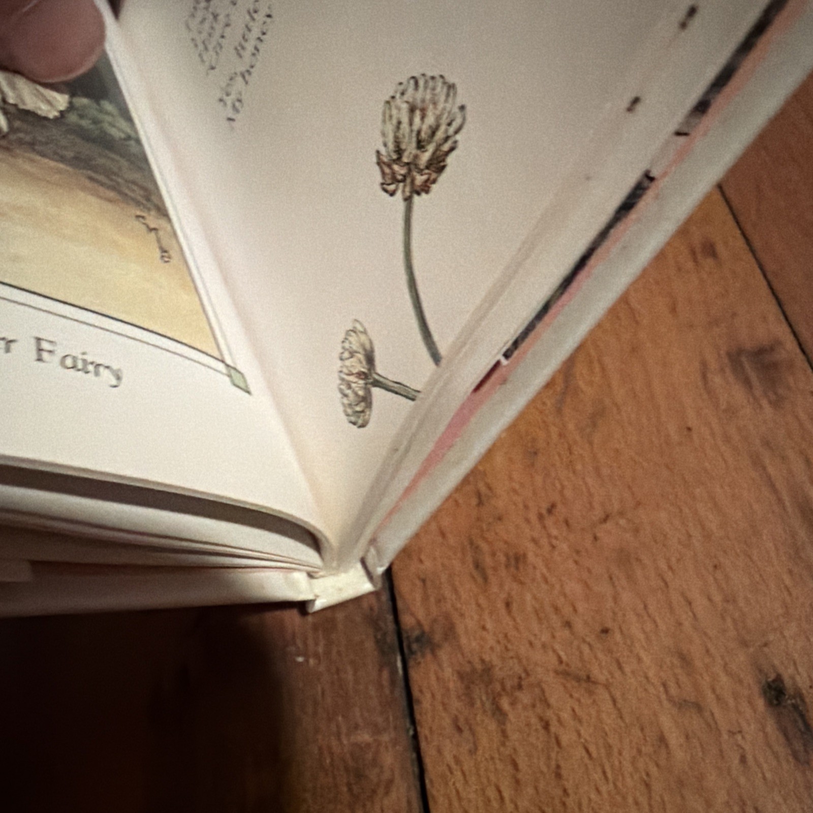 Flower Fairies Of The Summer Cicely Mary Barker 2002 HCDJ Frederick Warne