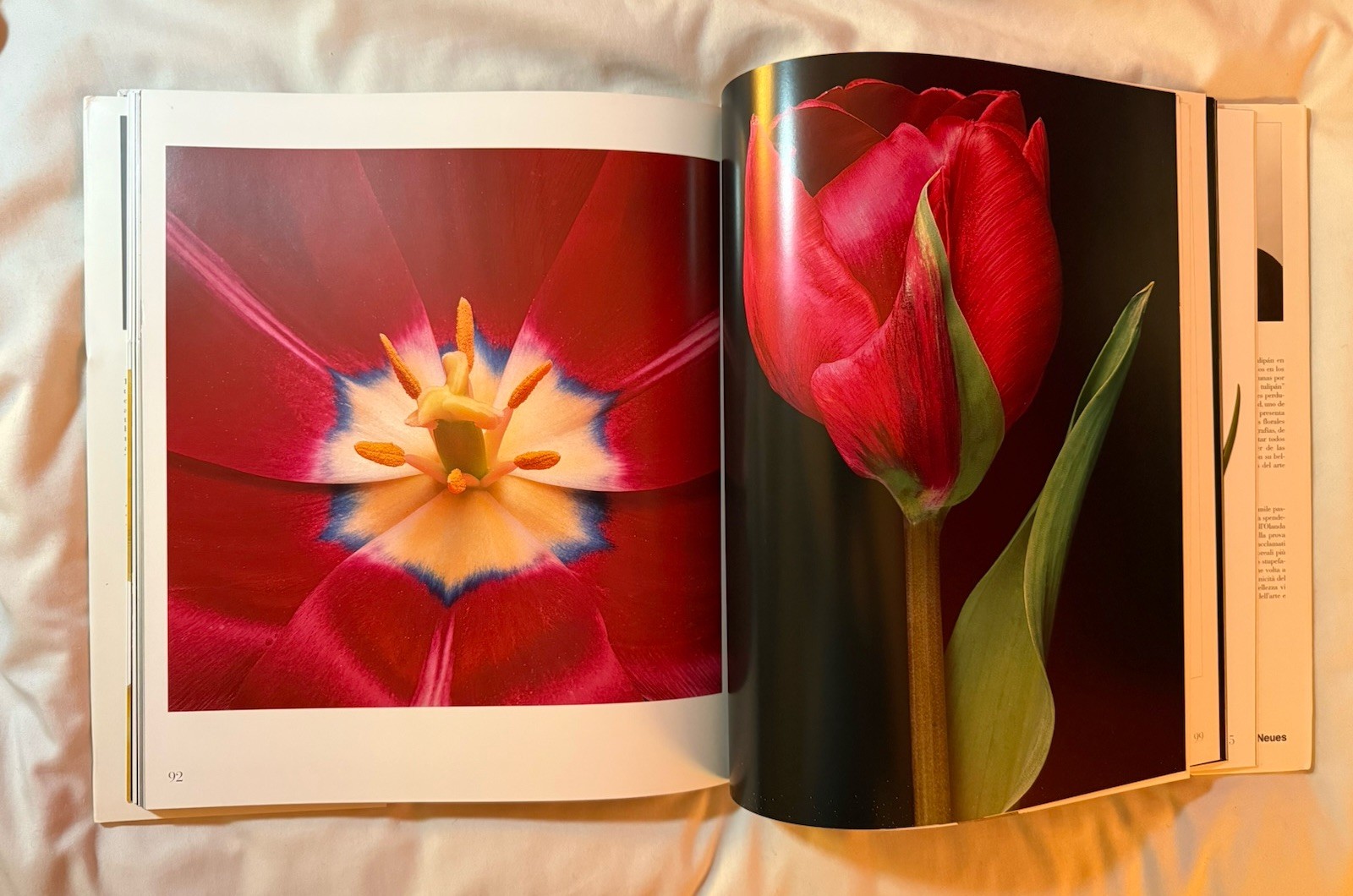 BRAND NEW!!! Tulips Photography Book Hardcover Book with Dust Jacket