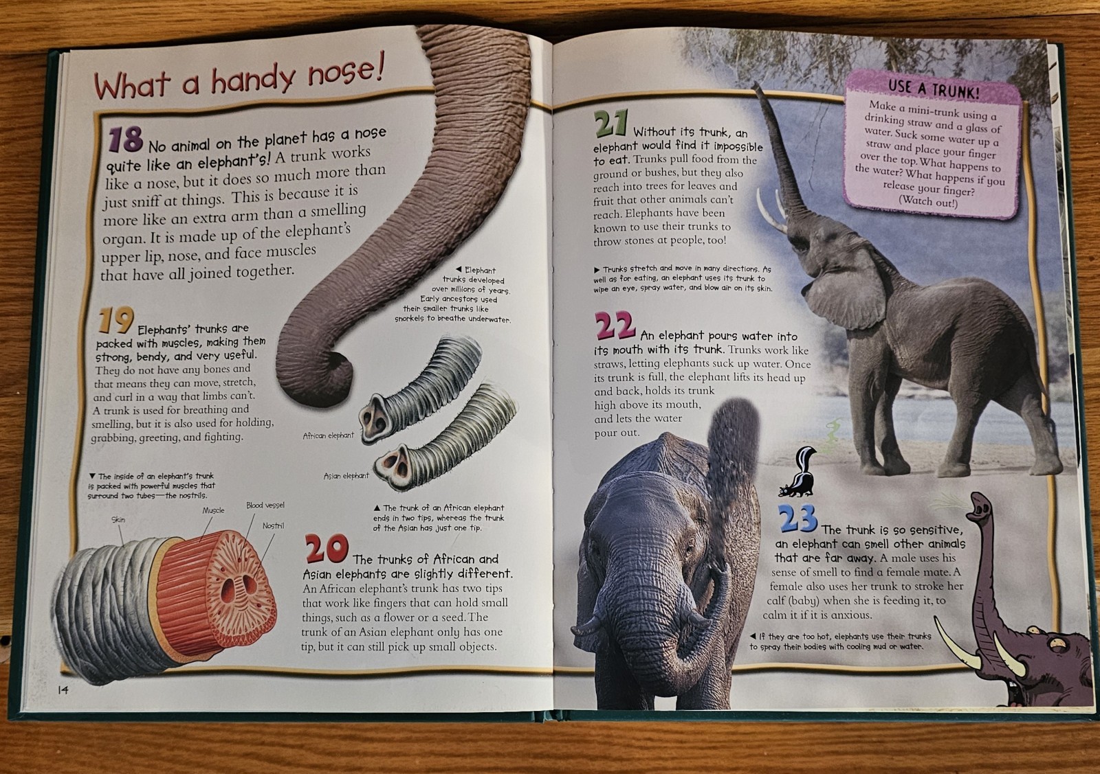 100 Things You Should Know About ELEPHANTS Juvenile Hard Back Book 48 Pages 9×12