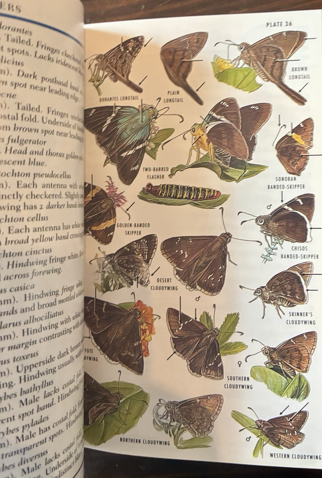 Field Guide to Western Butterflies by Paul A. Opler (1999, Trade Paperback)