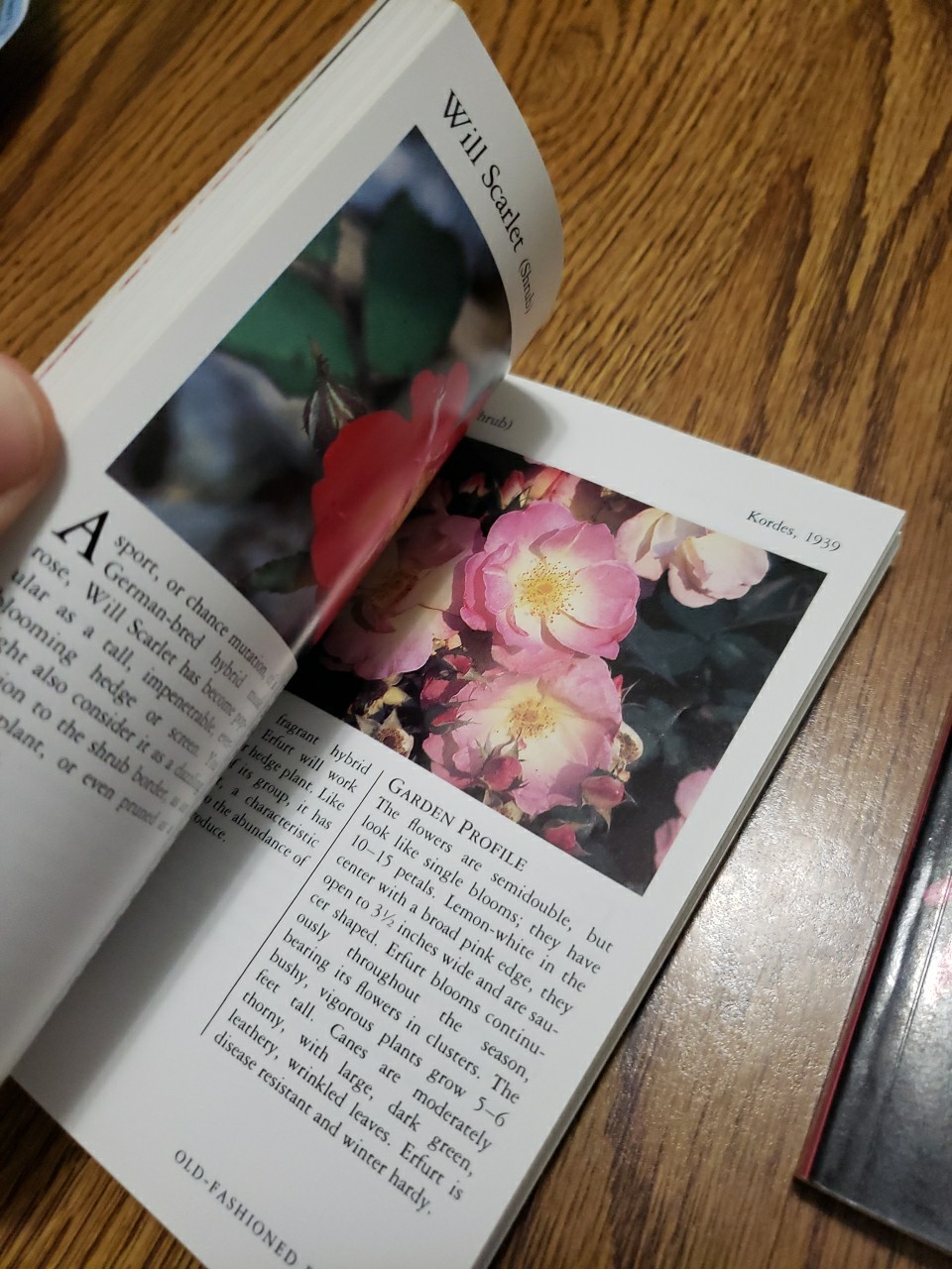 Taylor’s Pocket Guides to Old-Fashioned Roses & Bulbs for Summer 1989 Paperbacks