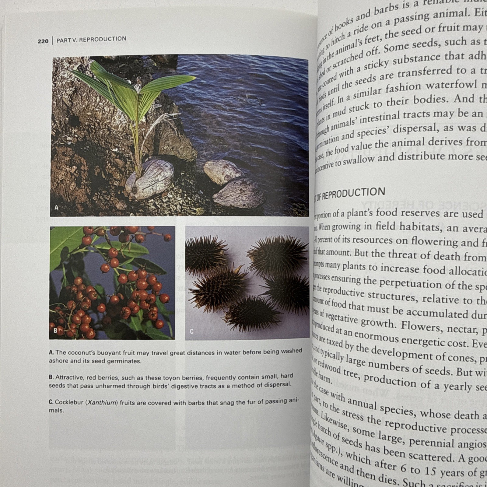 Botany for Gardeners 3rd Edition Brian Capon Paperback 2010