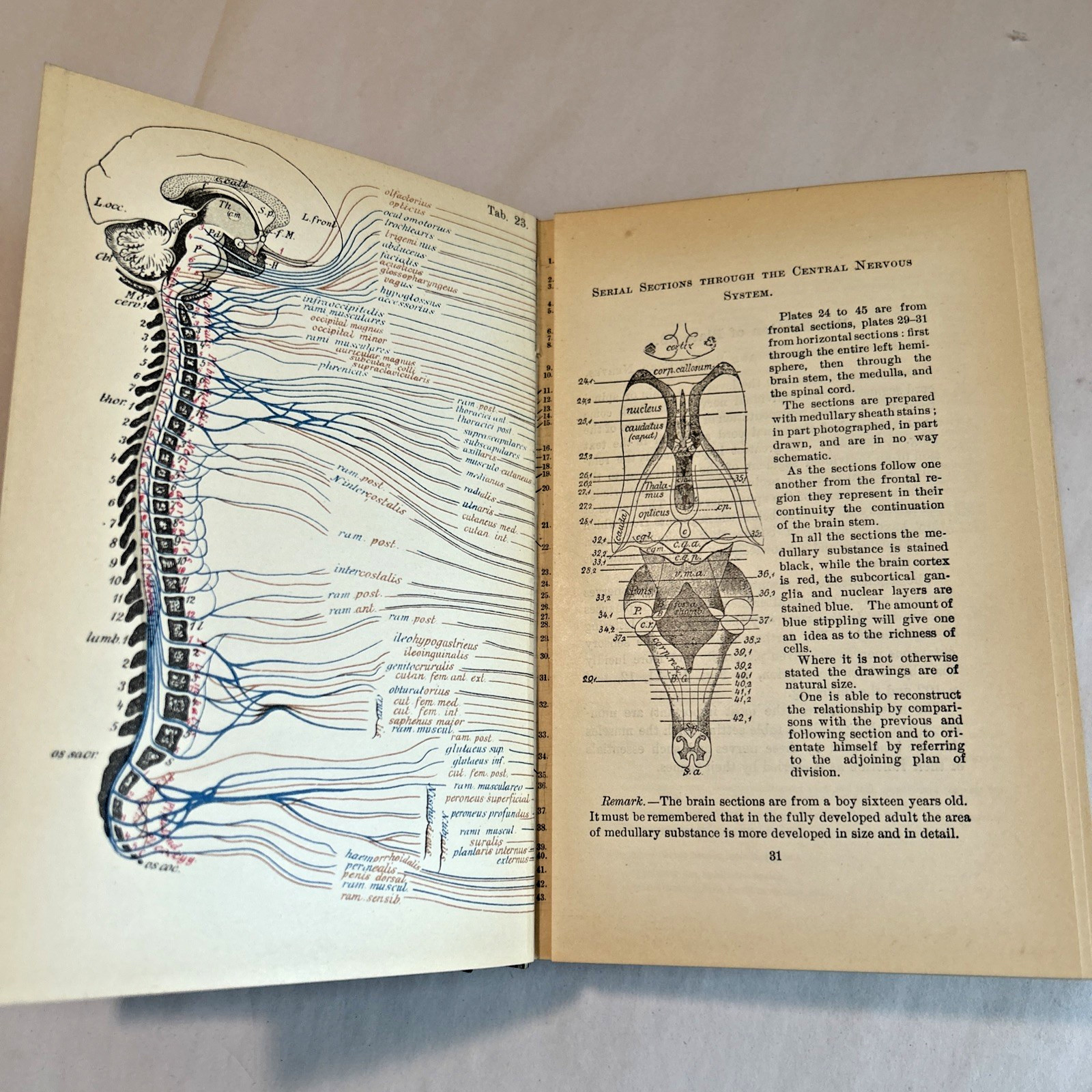 Atlas of Normal and Pathological Nervous Systems ~ 1896 ~ C. Jakob ~ Color Illus