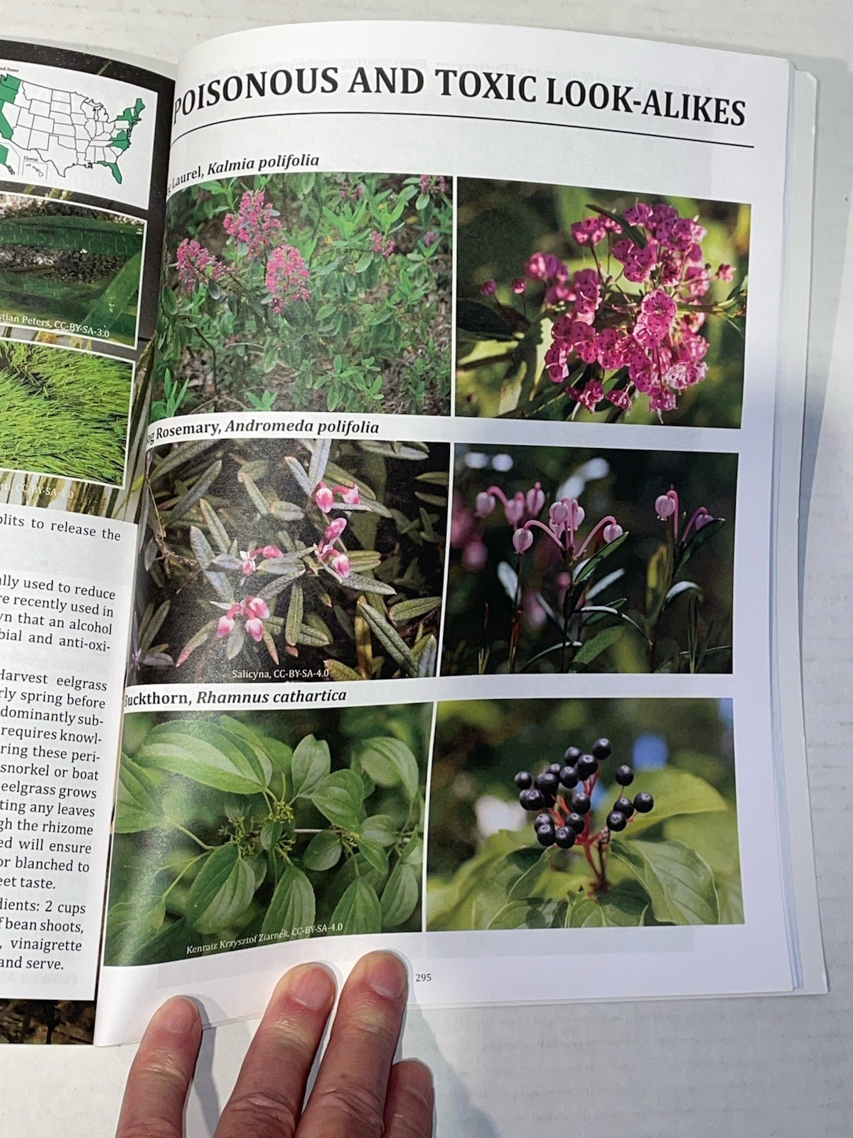 The Forager’s Guide to Wild Foods Book By Nicole Apelian, 2021 North American Ed