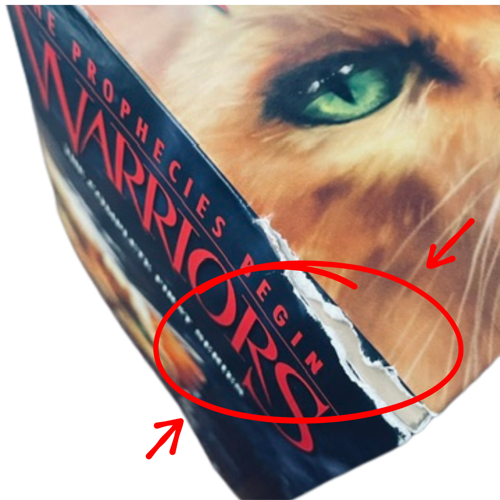 WARRIORS The Prophecies Begin | Complete 6 Book Set | Erin Hunter Fantasy Series