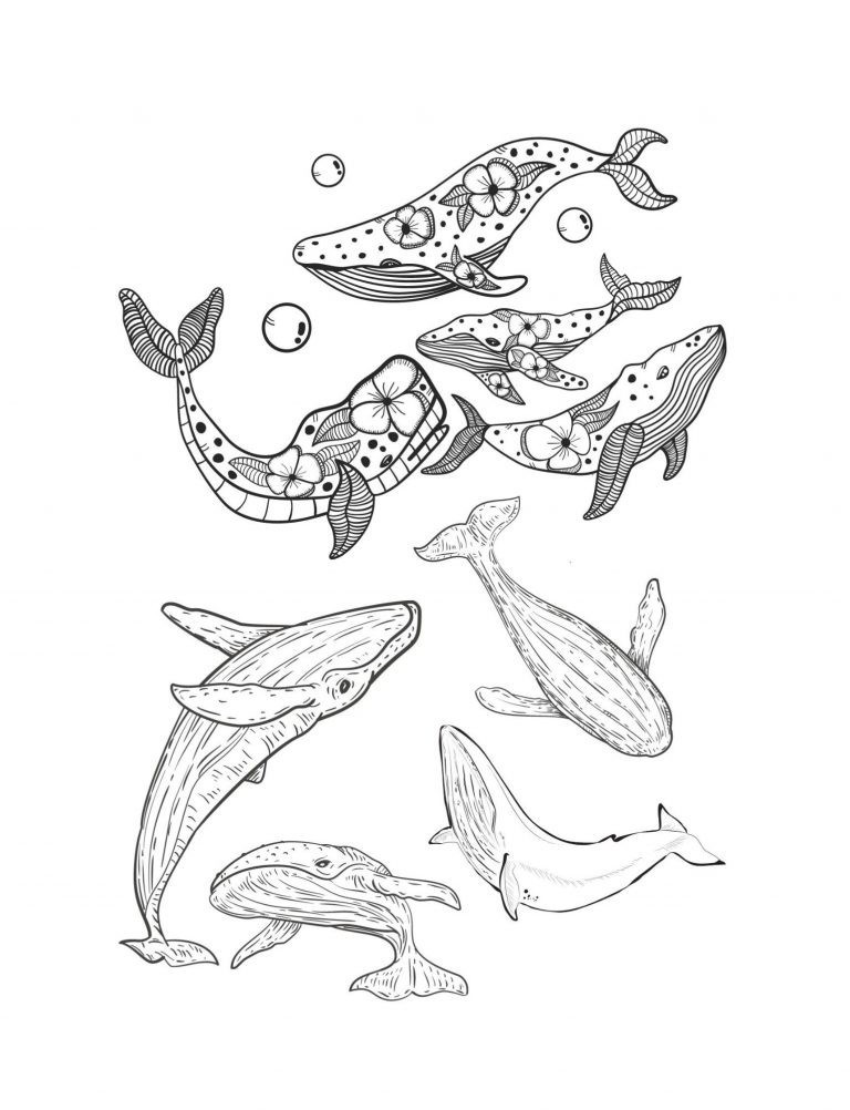 Best Save the Whales Coloring Save the Planet Series 108 Pages 8.5 x 11 All Ages