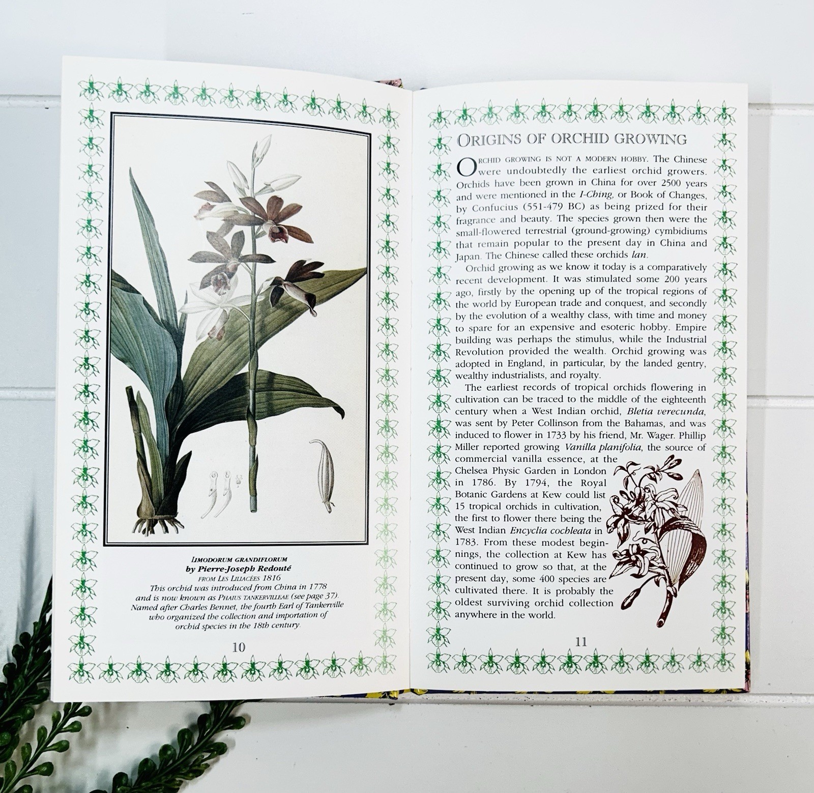 Orchids : A Romantic History Guide to Cultivation Philip Cribb Tropical Flowers