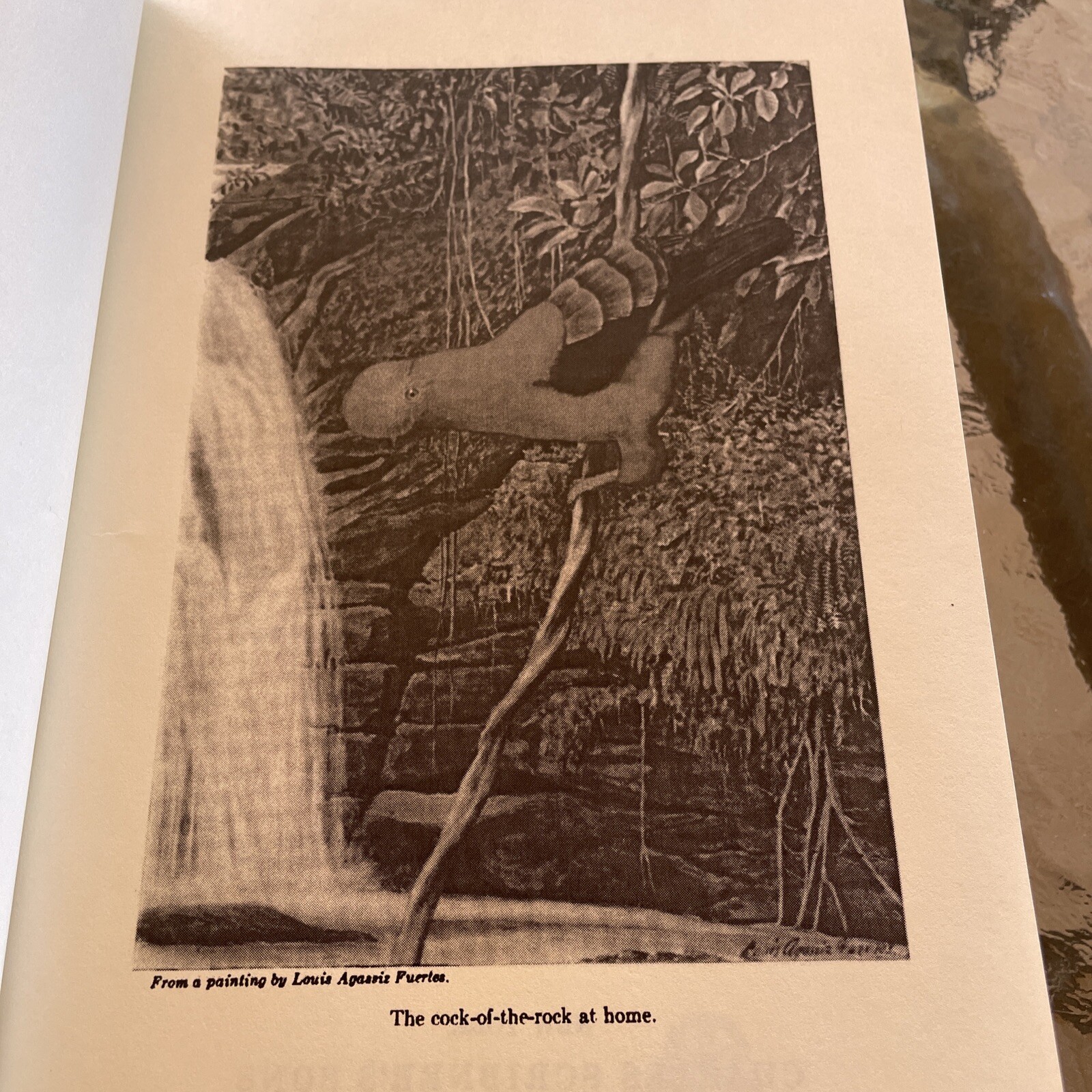In the Wilds of South America, Leo E. Miller, 9785519397421