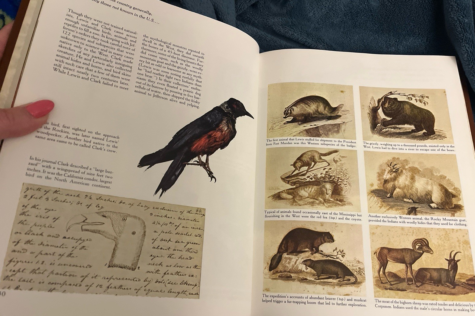 The Trailblazers – Illustrated Hardcover History Book | Western Expansion