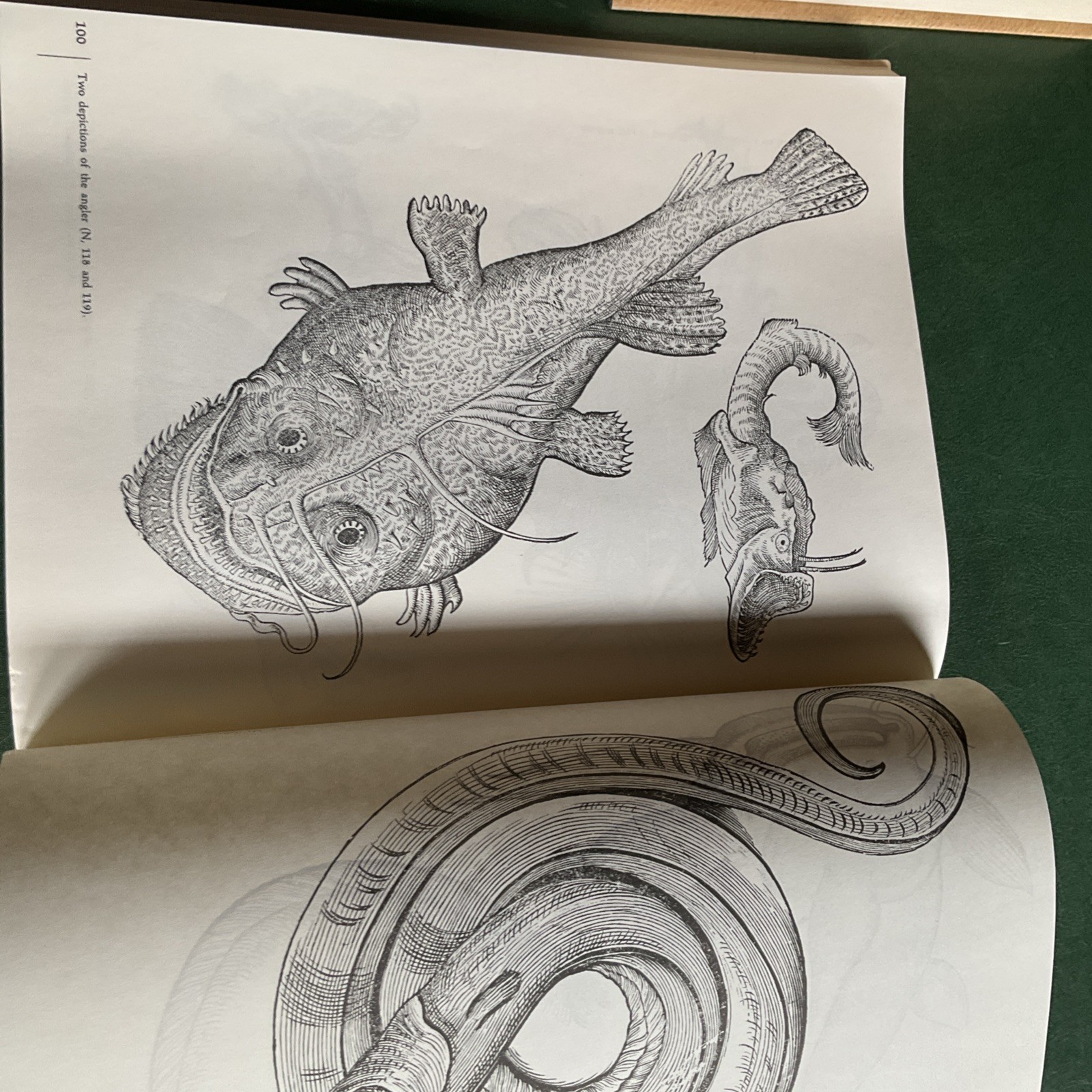 Curious Woodcuts of Fanciful and Real Beasts: A Selection of 19O Sixteenth-C…