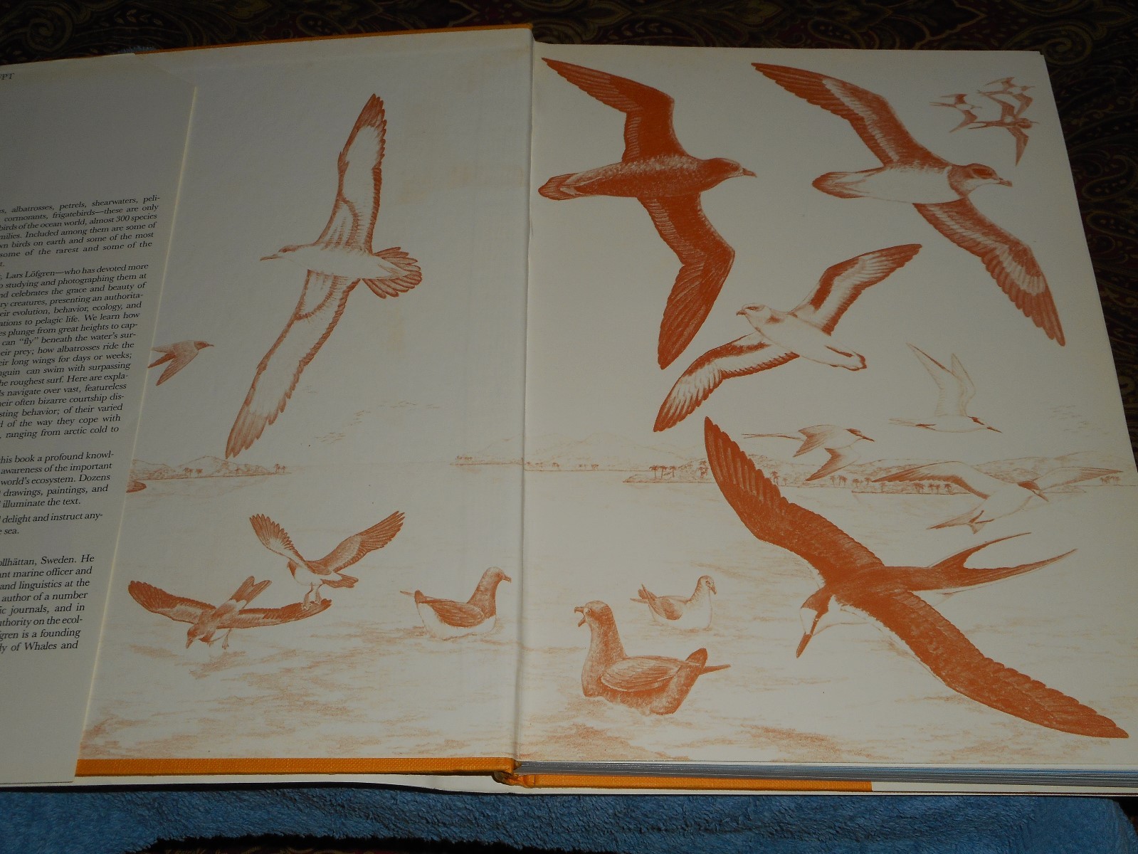 Ocean Birds Lars Lofgren 1984 HC/DJ 1st Edition Orinthology SEABIRDS Textbook