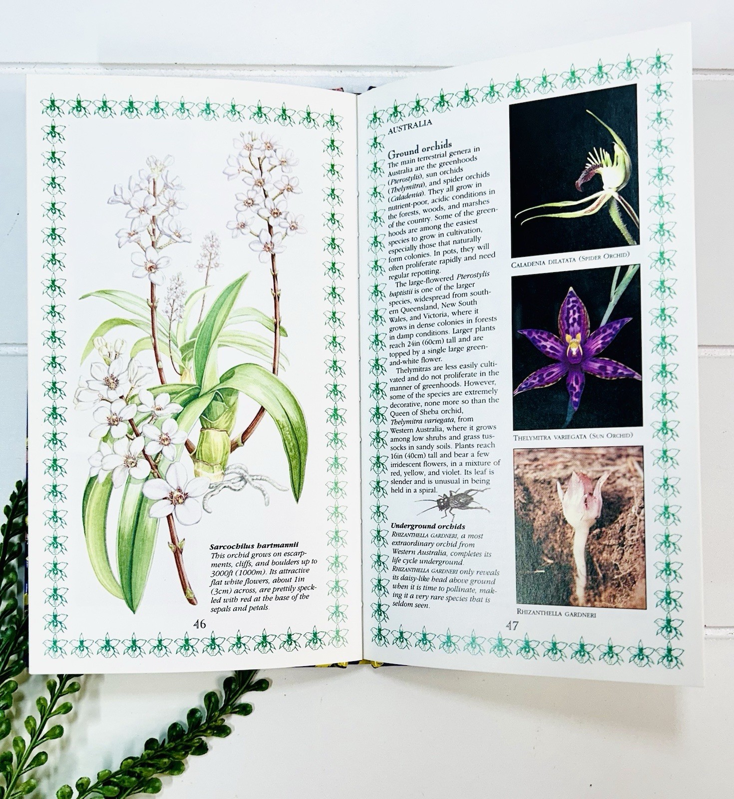 Orchids : A Romantic History Guide to Cultivation Philip Cribb Tropical Flowers