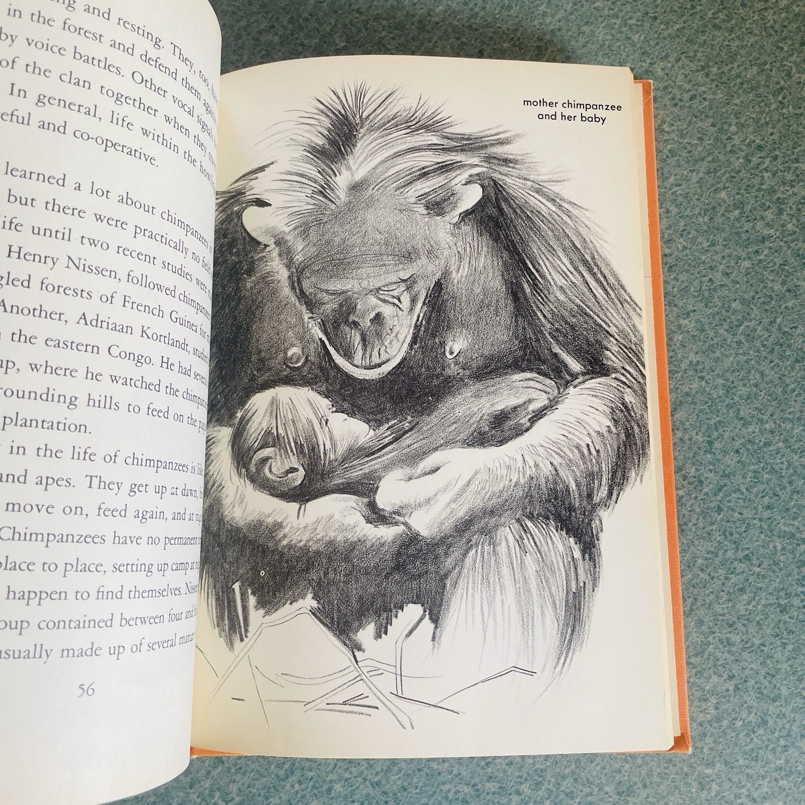 Vintage How Animals Live Together Hardcover by Millicent E. Selsam~ 1963