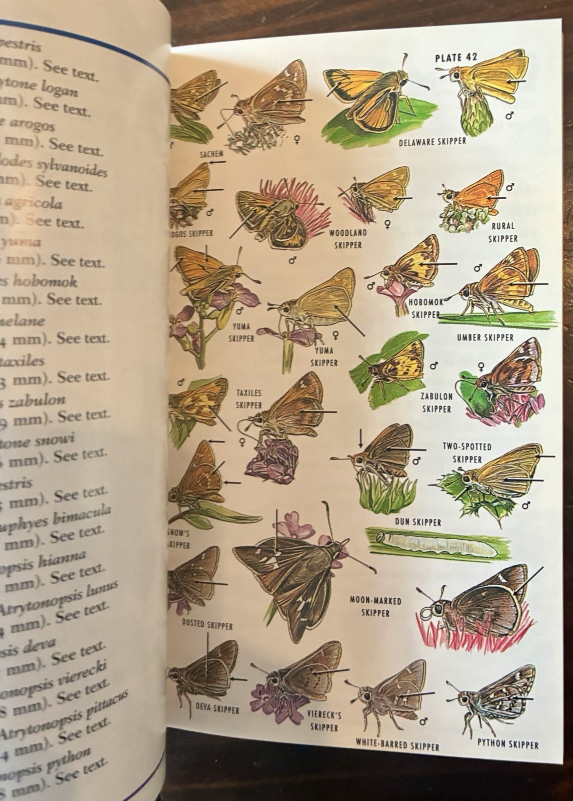 Field Guide to Western Butterflies by Paul A. Opler (1999, Trade Paperback)