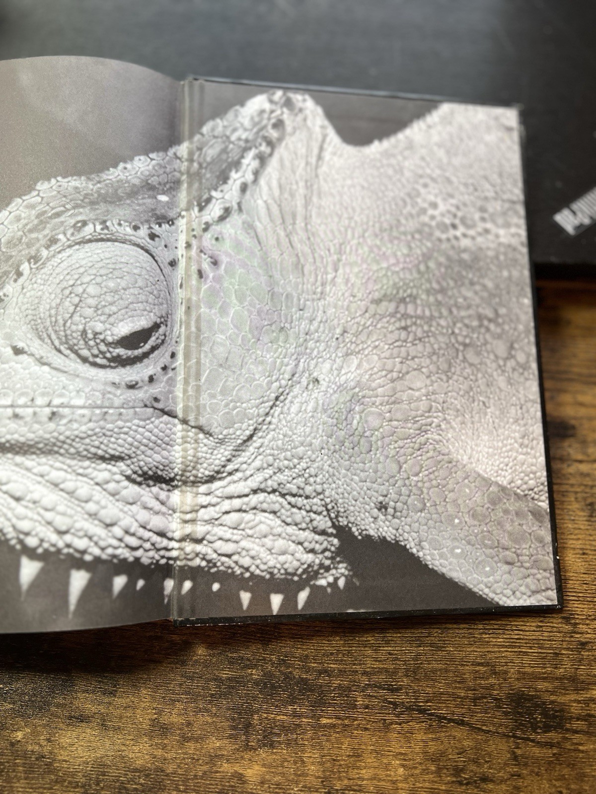 Chameleons : Nature’s Hidden Jewels by Petr Necas (Hardcover) First Edition S2