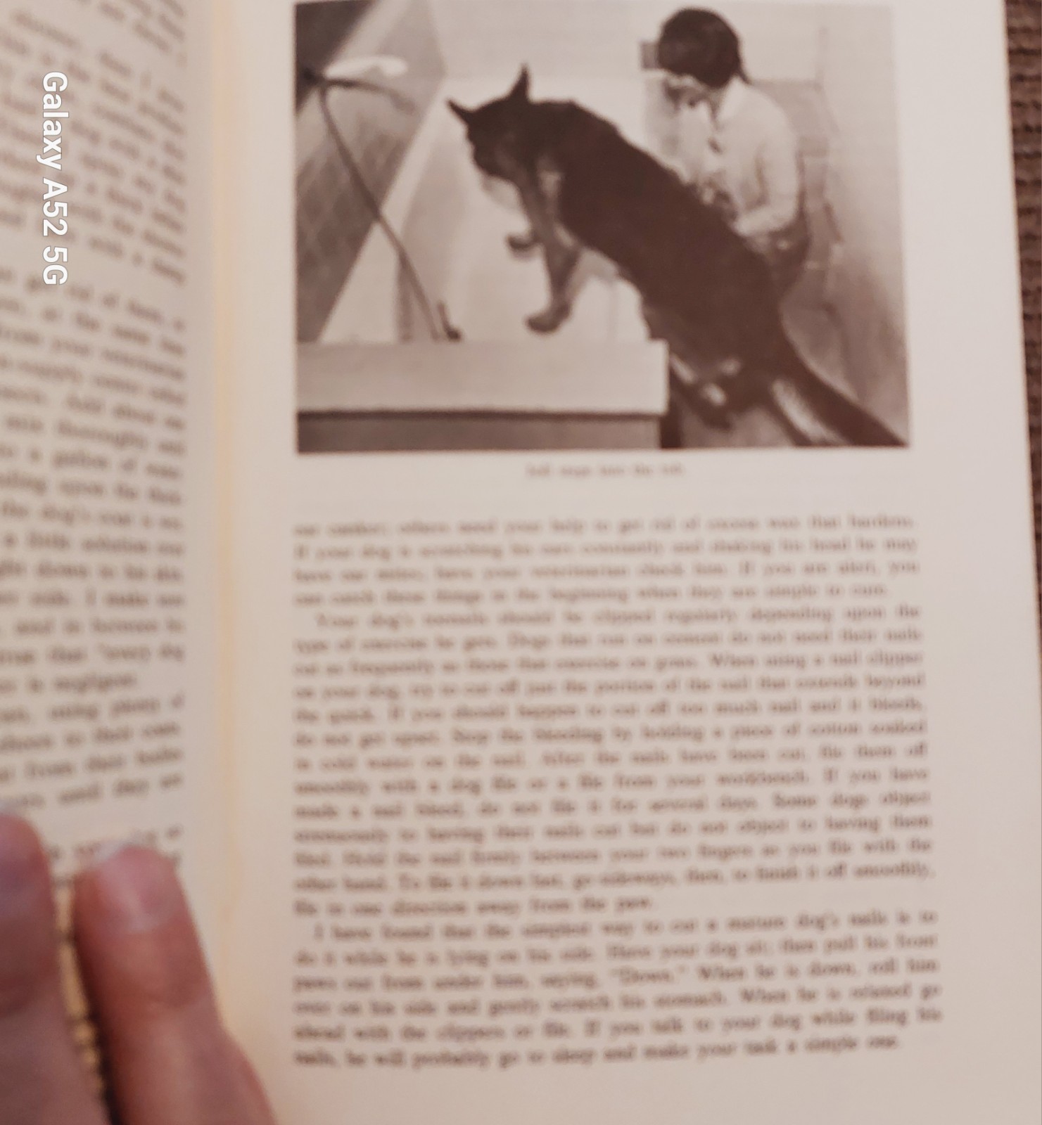 Winifred Gibson Strickland Expert Obedience Training for Dogs HC Rev Illus