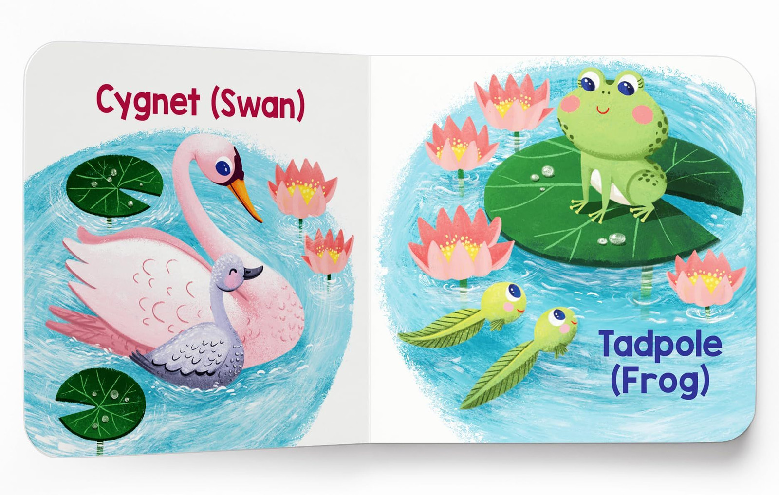 My First Baby Animal Boxed Set – (mini Box set) Multicolor