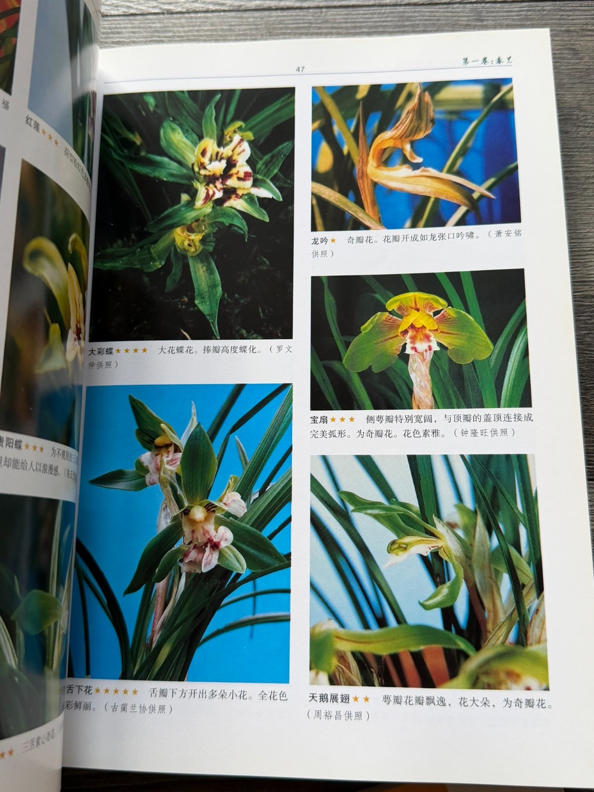 ORCHID Book 6pc Lot Chinese Language Hardcover Softcover Flowers Floristry