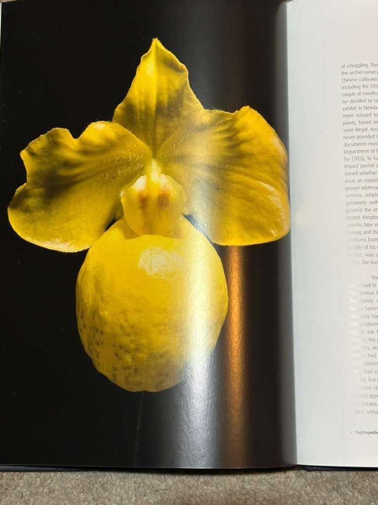 Orchid: The Fatal Attraction by Anne Ronse | Hardcover | Rare Botanical Book
