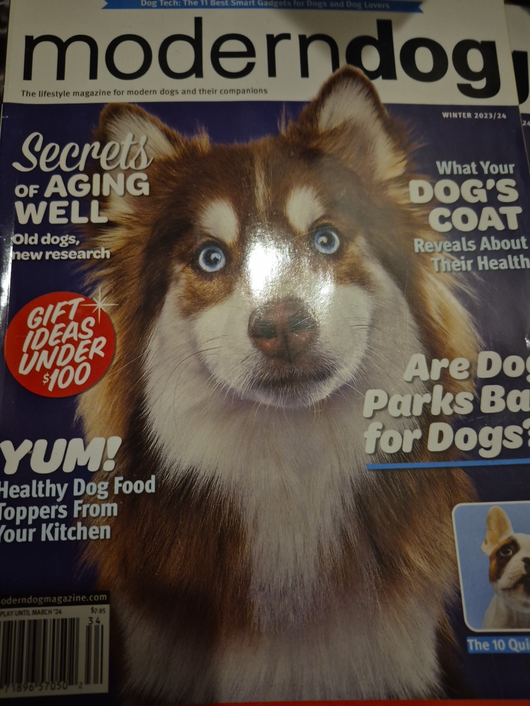 Modern Dog Secrets of Aging Well – Are Dog Parks Bad for Dogs