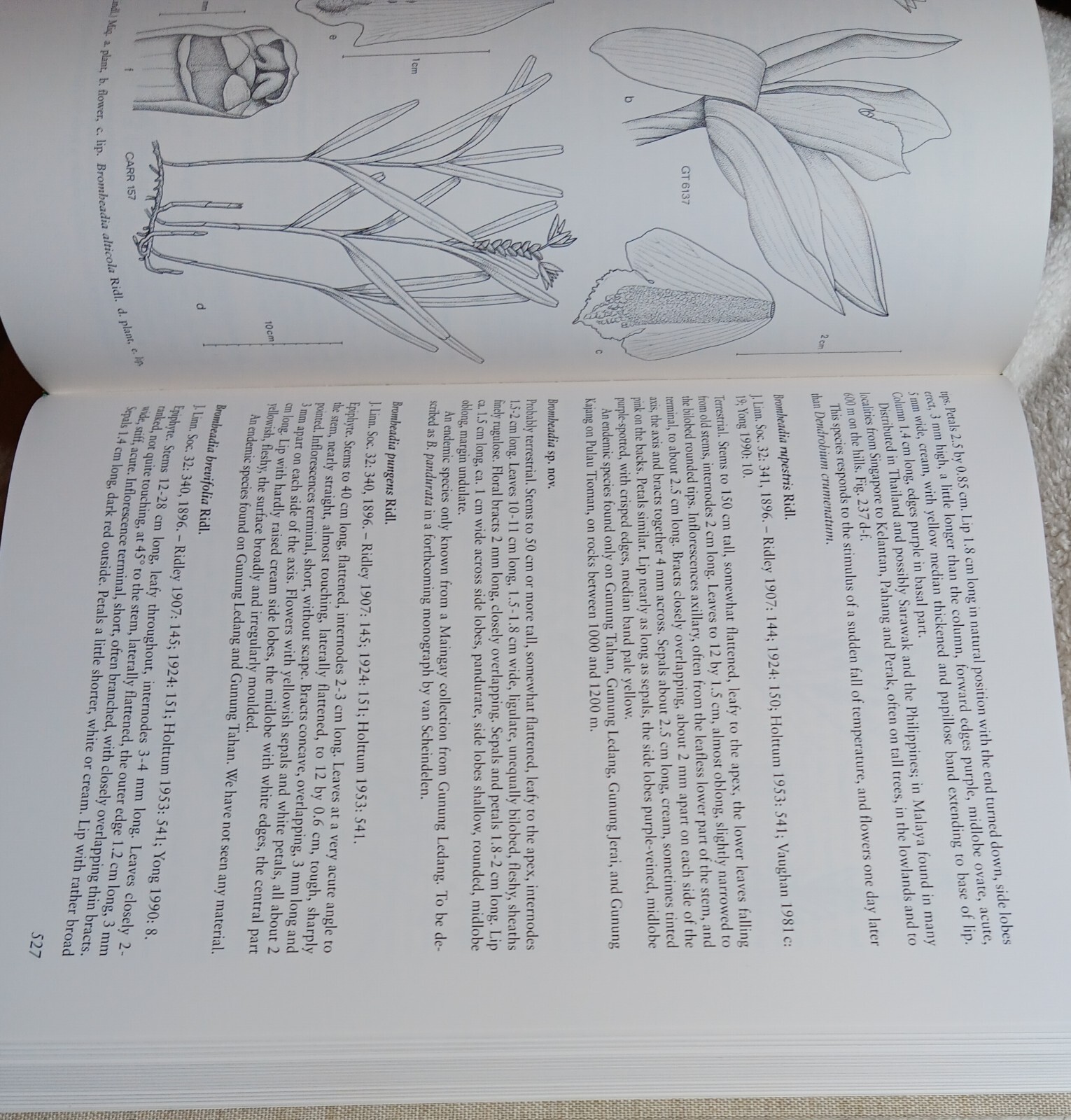 The Orchids of Peninsular Malaysia & Singapore (Seidenfaden & Wood • 1992)