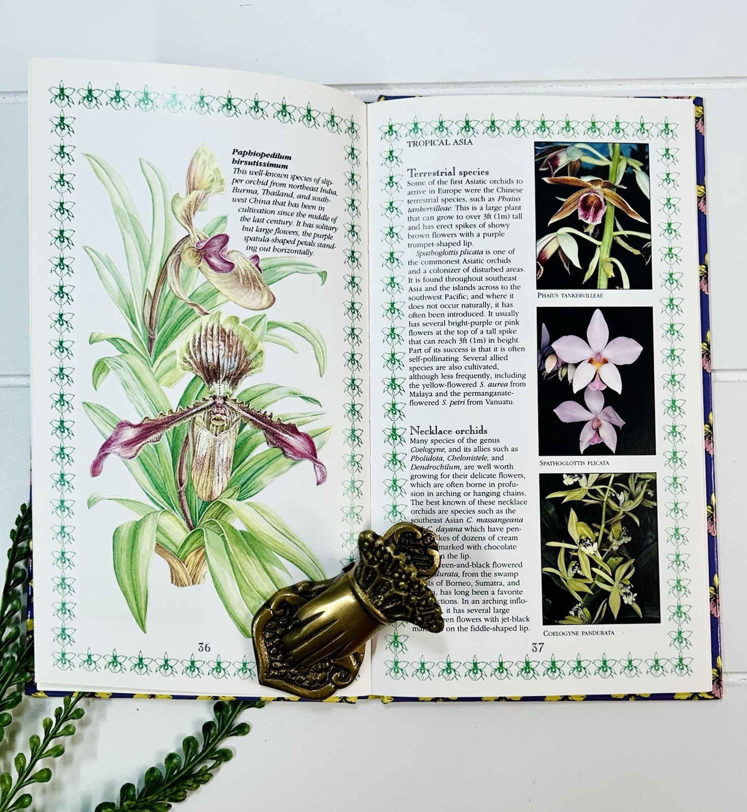 Orchids : A Romantic History Guide to Cultivation Philip Cribb Tropical Flowers