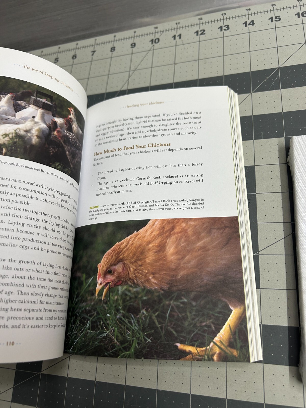 3-pack The Joy of Keeping Chickens Guide Jennifer Megyesi coloring book journal