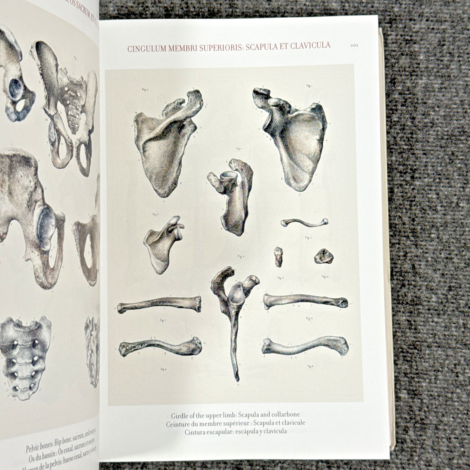 Atlas of Human Anatomy and Surgery The Complete Plates, Bourgery, Jacob, Taschen