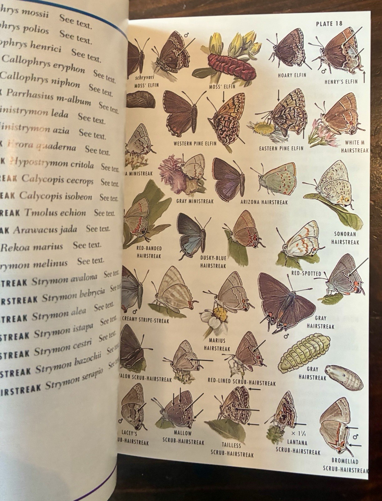 Field Guide to Western Butterflies by Paul A. Opler (1999, Trade Paperback)