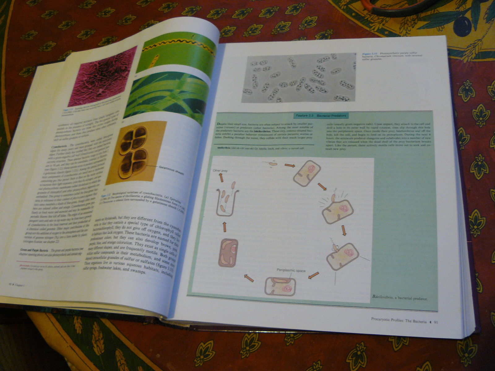 Foundations in Microbiology by Arthur Talaro and Kathleen Park Talaro 832 pages