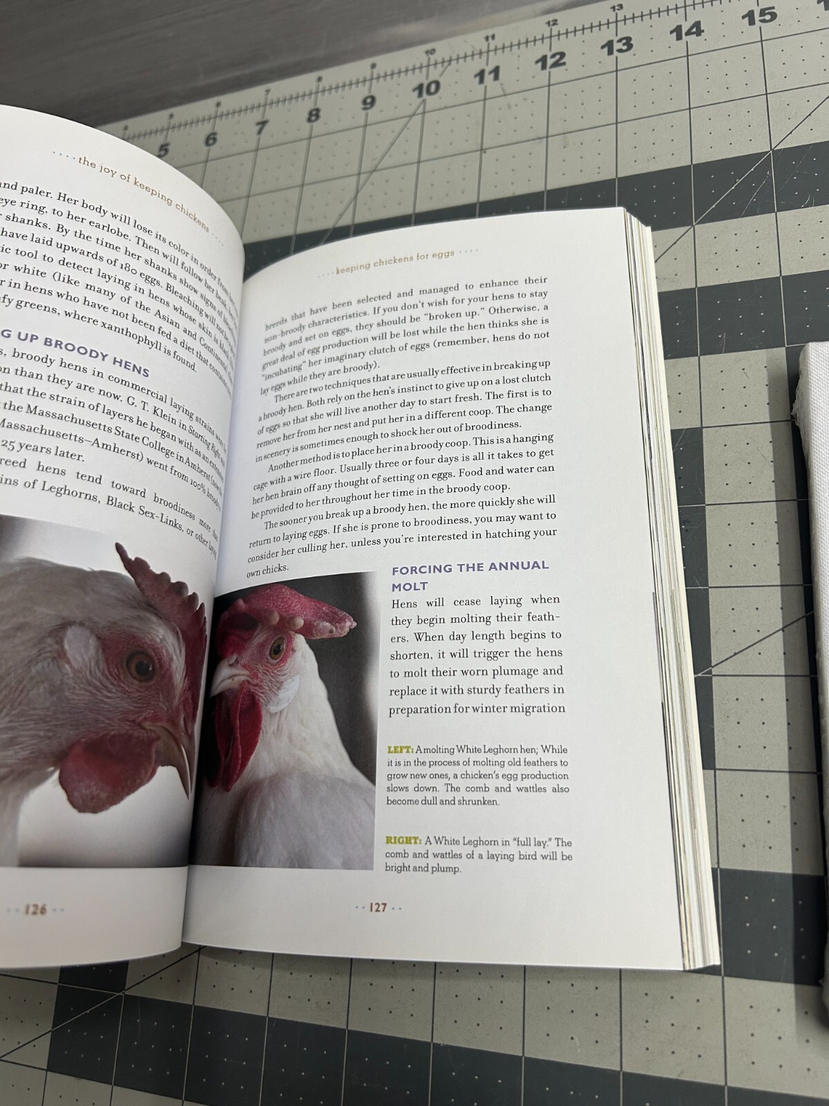 3-pack The Joy of Keeping Chickens Guide Jennifer Megyesi coloring book journal