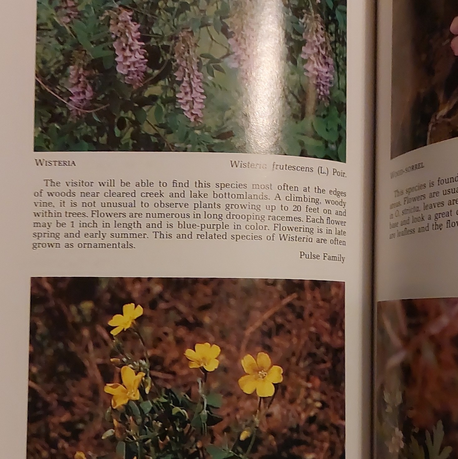Ellis & Chester Spring Wildflowers Land Between the Lakes 1971 PB Illustrated