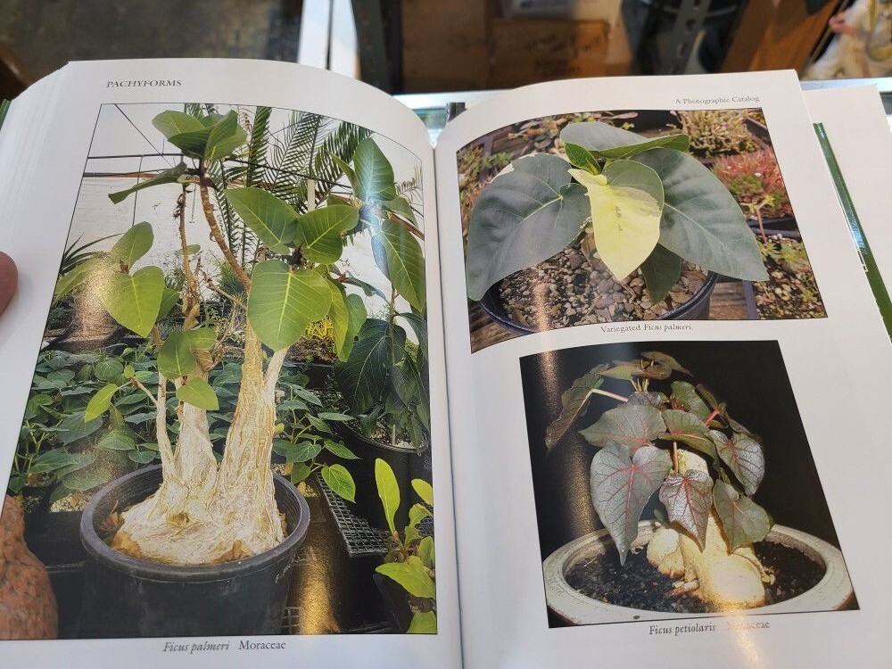 Pachyforms Philippe de Vosjoli Growing Caudiciform Pachyform Plants FREE SHIP