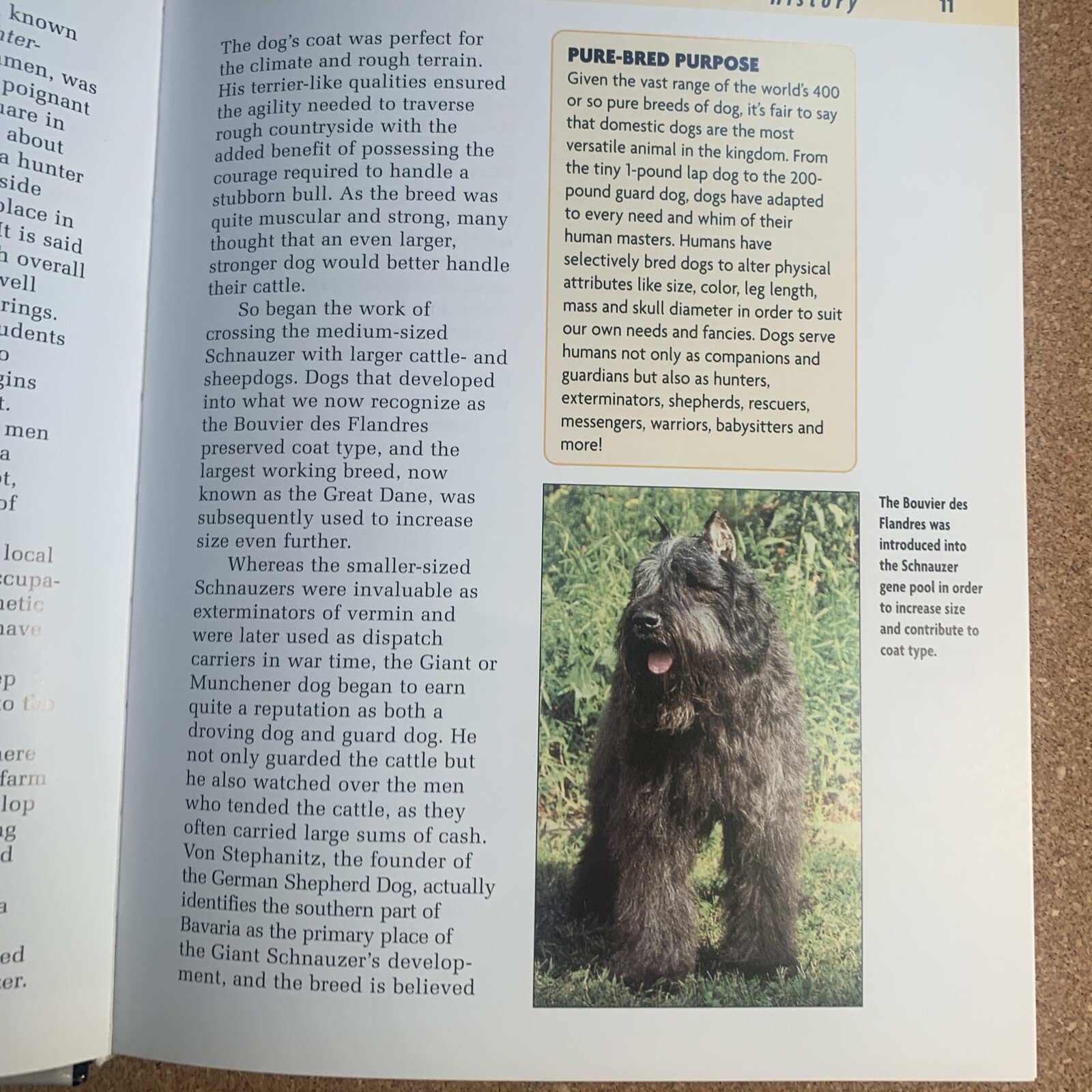 A Kennel Club Book Giant Schnauzer Comprehensive Guide To Owning And Caring For