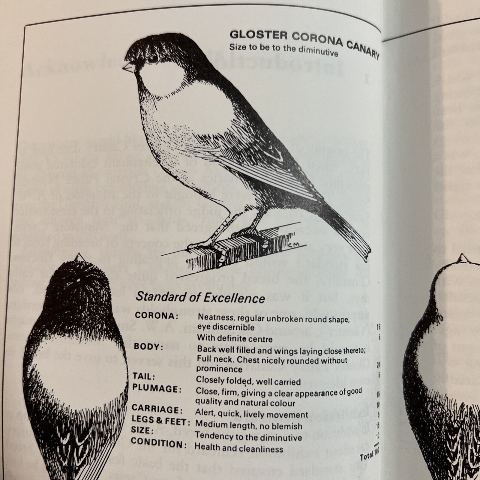 The Gloster Fancy Canary – Guide To Keeping, Breeding N.J. Barrett + C.Blackwell