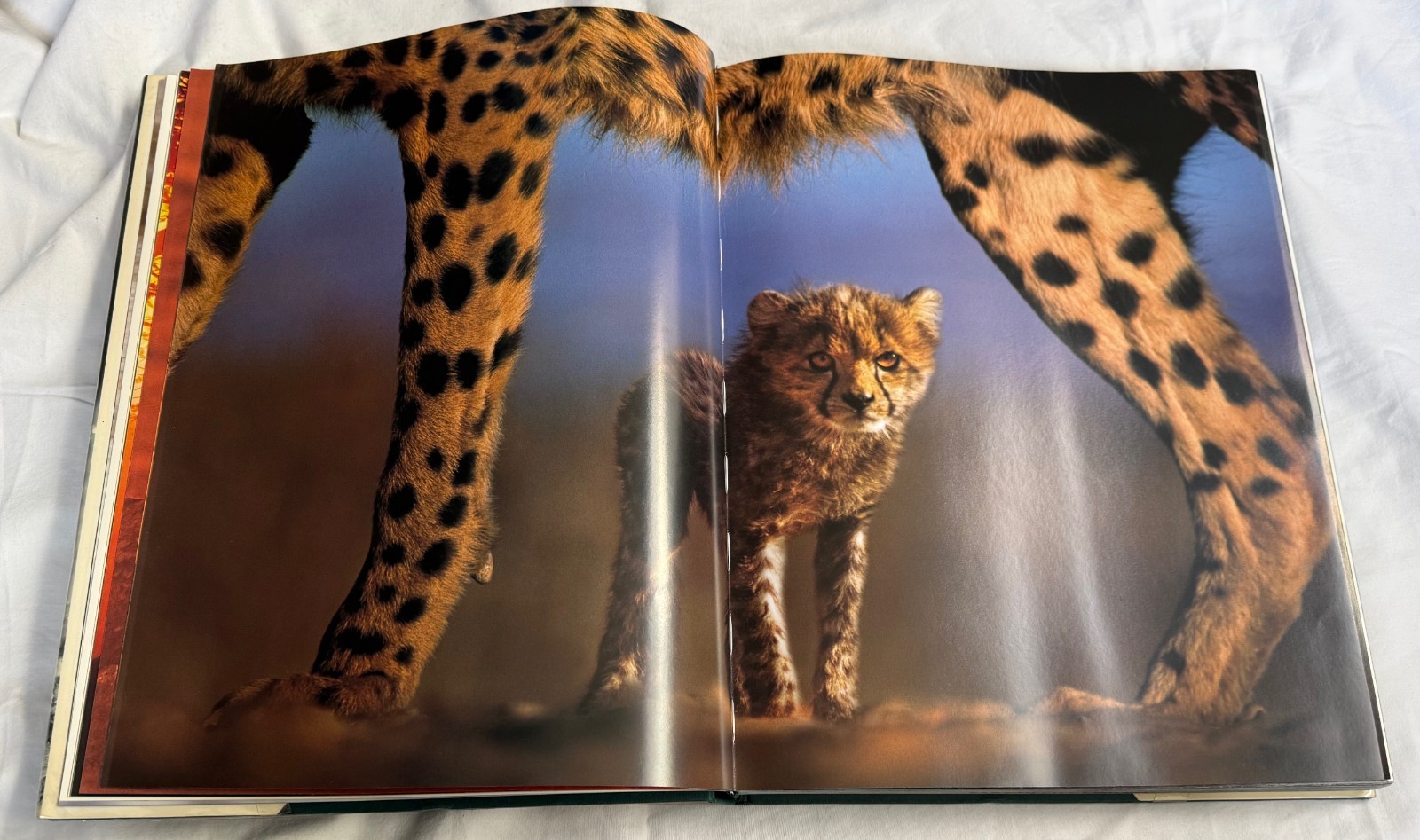 Untamed by Steve Bloom – WILD PHOTOS 2004 Hardcover, ex-library 14.6×11.6×1.5 in