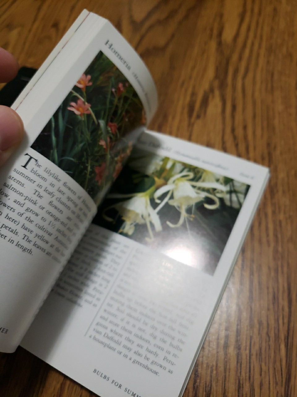 Taylor’s Pocket Guides to Old-Fashioned Roses & Bulbs for Summer 1989 Paperbacks