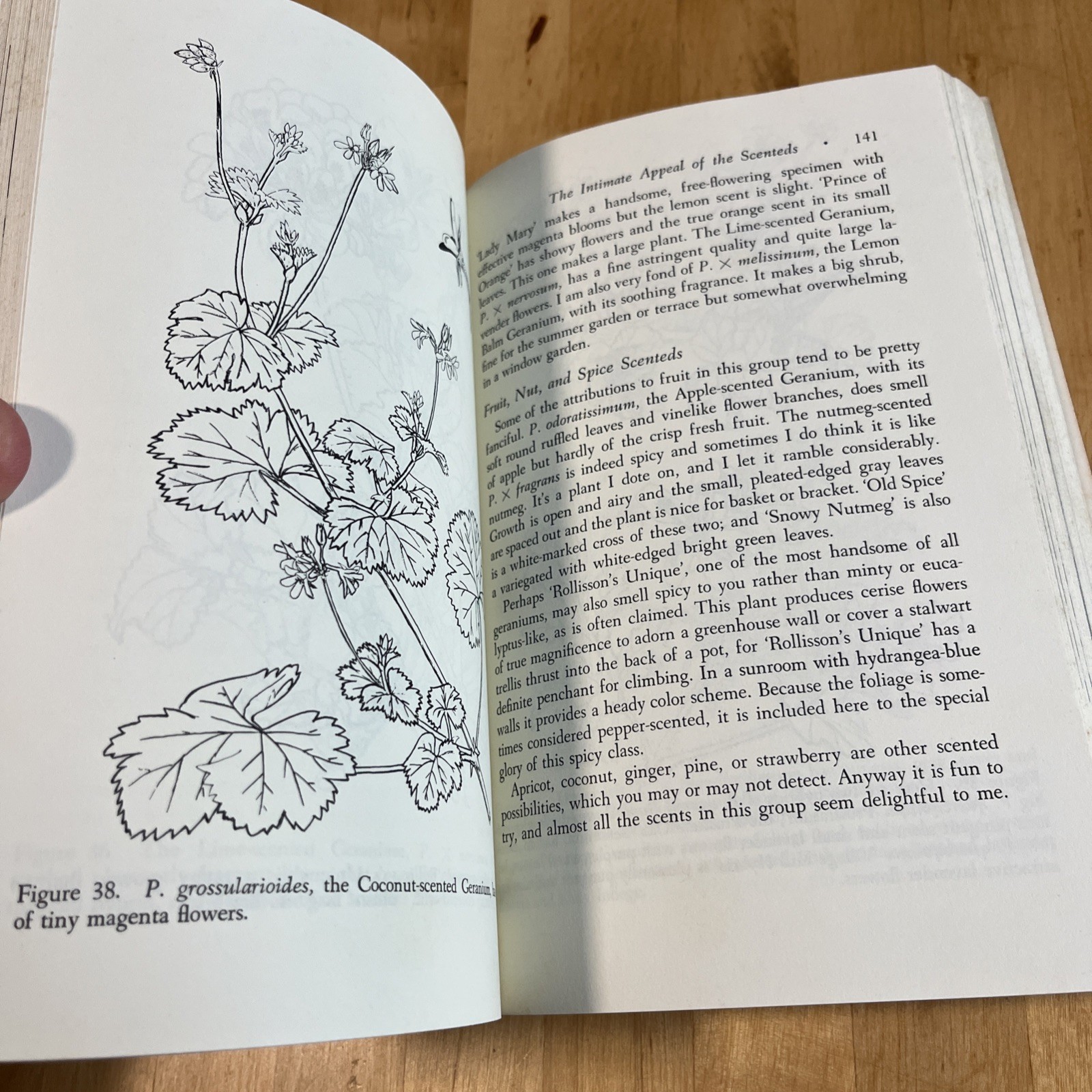The Joy Of Geraniums FIRST PRINTING Helen Van Pelt Wilson, Gardening, Quill PB