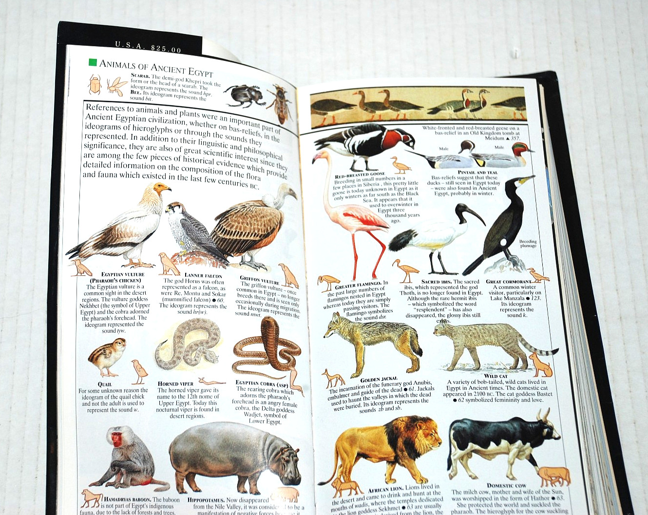 KNOPF GUIDE to EGYPT Full Color Softcover Travel Guide Alfred A. Knopf 560 Pages