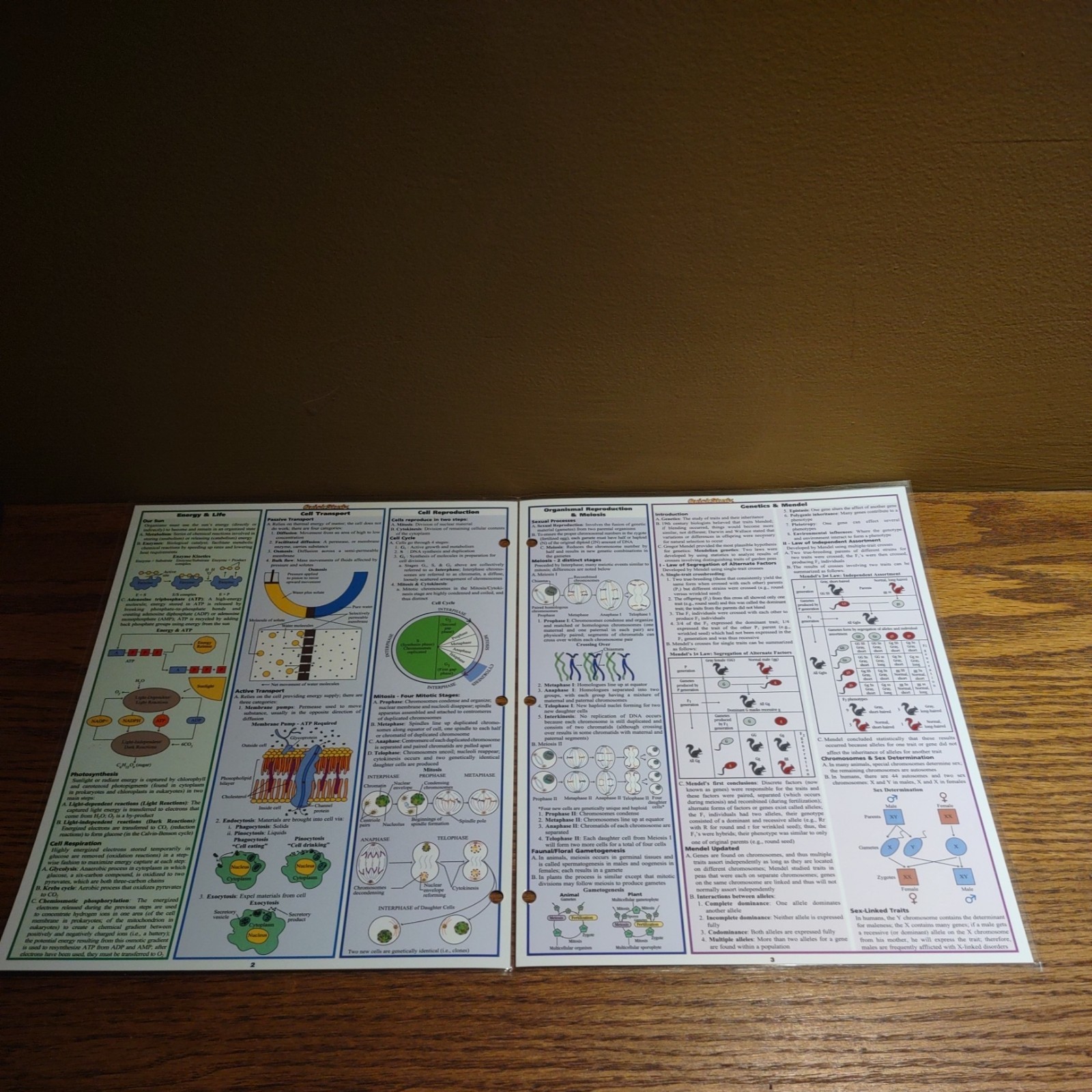 Quick Study Academics BIOLOGY Laminated Study Aid Chart